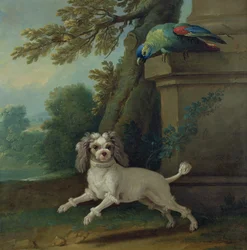 Zaza, the dog